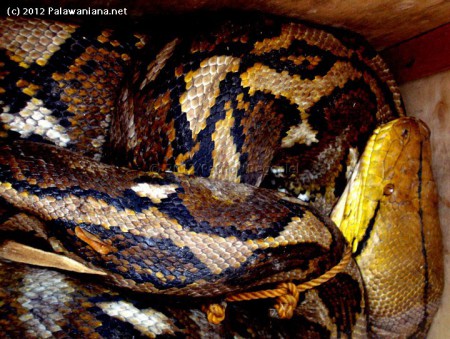 Python reticulatus